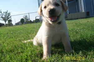 LabradorPuppiesAKCChampionBloodlinesLabpup